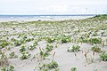 波崎海岸砂丘植物公園（茨城県神栖市）