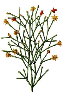 <i>Hatiora</i> genus of plants