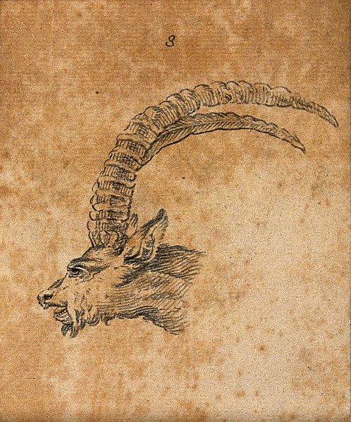 File:Head of an ibex. Drawing, c. 1789. Wellcome V0009138ETC.jpg