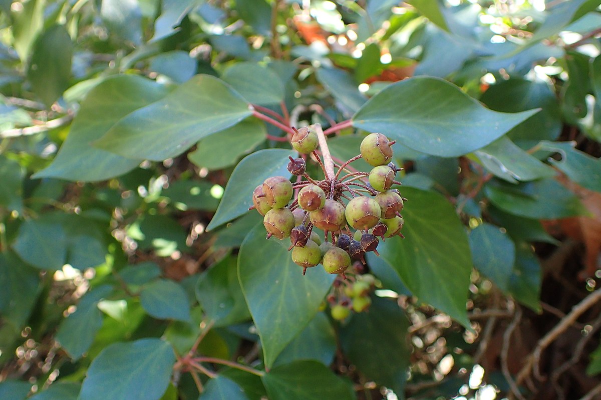 Hedera - Wikipedia