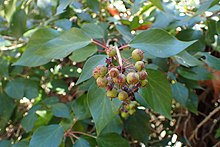 Hedera pastuchovii kz6.jpg