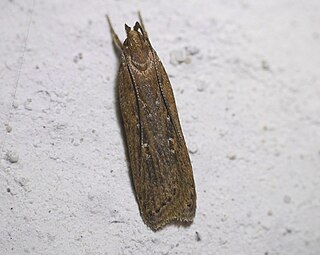 <i>Helcystogramma triannulella</i> Species of moth