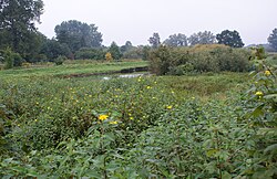 Słonecznik Bulwiasty: Rozmieszczenie geograficzne, Morfologia, Biologia