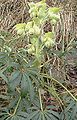 Stinkend nieskruid (Helleborus foetidus)