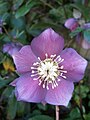 Helleborus orientalis subsp. abchasicus flower