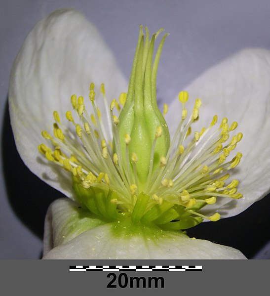 File:Helleborus niger sl34.jpg