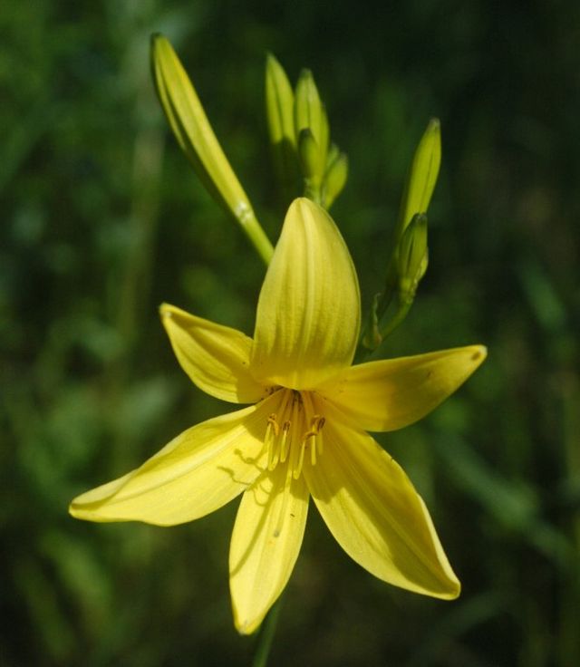 Image of Yellow daylily (Hemerocallis fulva) plant