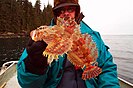 caught red Irish lord in Alaska