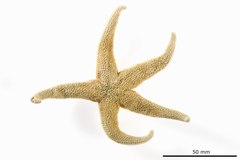 File:Henricia perforata - AST-000112 hab-dor.tif (Category:Echinodermata in the Natural History Museum of Denmark)