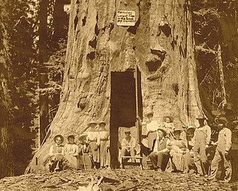 1902 photo of the entrance to Jesse Hoskins' Hercules tree.