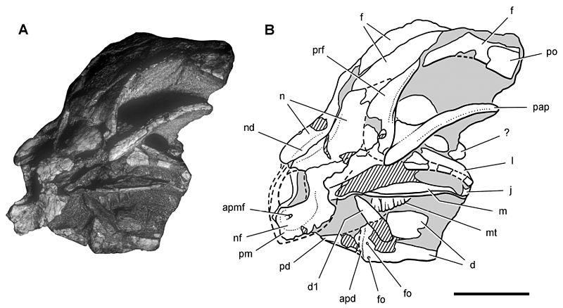 File:Heterodontosaurus SAM-PK-K10487.jpg