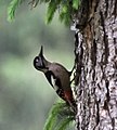 Himalayan Woodpecker (female) I IMG 6732.jpg
