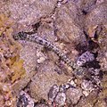 * Nomination: Beaded sea cucumber (Euapta lappa), Teno-Rasca marine strip, Tenerife, Spain --Poco a poco 15:07, 1 September 2022 (UTC) * * Review needed