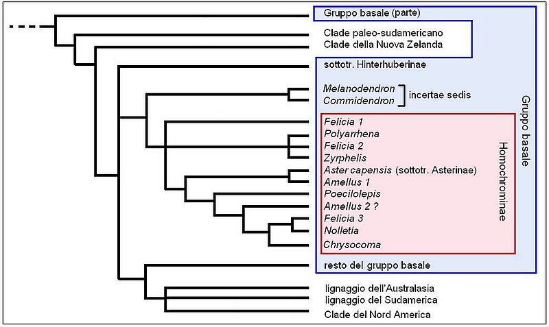 File:Homochrominae - Cladogramma della sottotribù.JPG