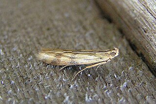 <i>Homoeosoma sinuella</i> Species of moth