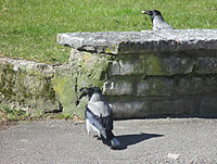 Uk: Neornithes Ik: Neognathae Öo: Neoaves Passerea Telluraves Australaves Passerimorphae O: Passeriformes Uo: Eupasseres Io: Passeri Öf: Corvoidea F: Corvidae S: Corvus A: Corvus cornix Svenska: Två gråkråkor på Trinnöjegatan i Falköping, Västergötland.