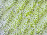 Cellules d'Hookeria lucens au microscope. On observe les cellules de grande taille, avec leur forme caractéristique du genre.