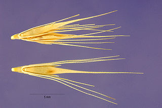 <i>Hordeum depressum</i> Species of grass