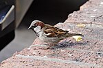 Thumbnail for File:House sparrow.jpg