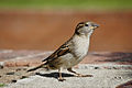 also File:House sparrow04.jpg, young one