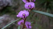 Thumbnail for Hovea longifolia