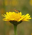 * Nomination A hoverfly (Sphaerophoria scripta )feeding on a Yellow chamomile (Anthemis tinctoria). The red creatures are velvet mites (Trombidium spec.) - Alvesgaspar 16:37, 24 May 2007 (UTC) * Decline The focus seems to be on the stem, which is distracting. --Florian Prischl 22:33, 25 May 2007 (UTC)