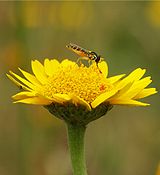 Sphaerophoria scripta (Syrphidae)