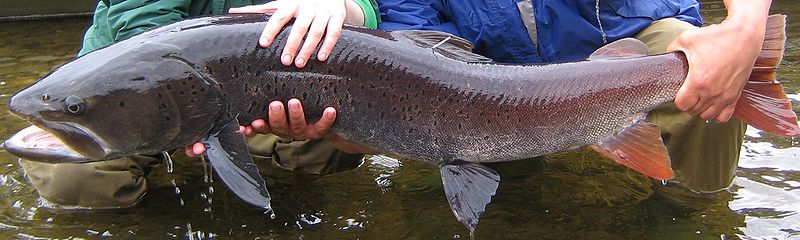 File:Hucho taimen June 2007 Uur River.jpg