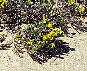 Описание изображения Hudsonia tomentosa, Pancake Bay PP cropped.jpg.