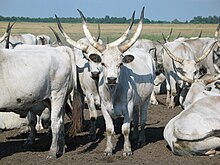 Hungarian Grey Cattle10.jpg