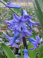 Hyacinth bloem.jpg