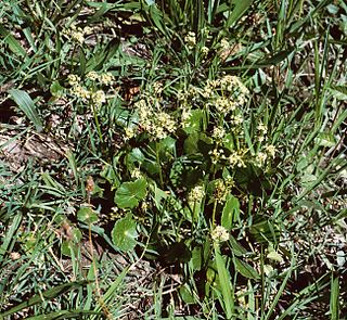 <i>Hydrocotyle bonariensis</i> Species of flowering plant