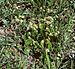 Hydrocotyle bonariensis