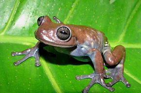 Afbeeldingsbeschrijving Hyloscirtus larinopygion.jpg.