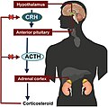 Hypothalamic-pituitary-adrenal axis diagram.jpg
