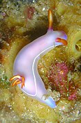 Hypselodoris bullocki 2.jpg