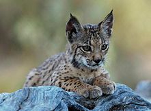 Iberian Lynx cub 12.jpg