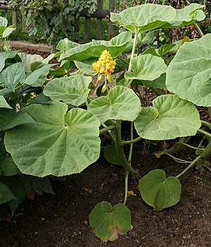 Ibicella lutea in bloom