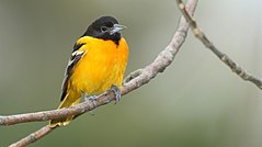 Bullock's Oriole Identification, All About Birds, Cornell Lab of Ornithology