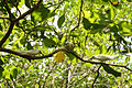 Oiseau sur l'Ile Aride aux Seychelles