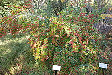 Ilex dimorphophylla - Botanická zahrada Quarryhill - DSC03755.JPG