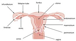 Illu cervix.jpg