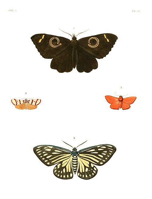 Illustrations of Exotic Entomology II 02.jpg