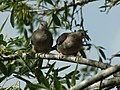 Inca Doves Sitting On Tree Branch