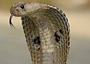 Indiancobra.jpg