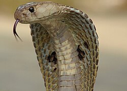 Indisk kobra (Naja naja)