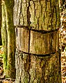 Ingezaagde eik (Quercus) ten behoeve van de ontwikkeling van paddenstoelen.