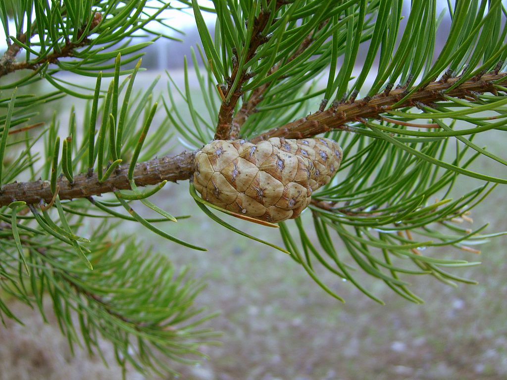 Jack Pine Cones - Natural Jack Pinecones