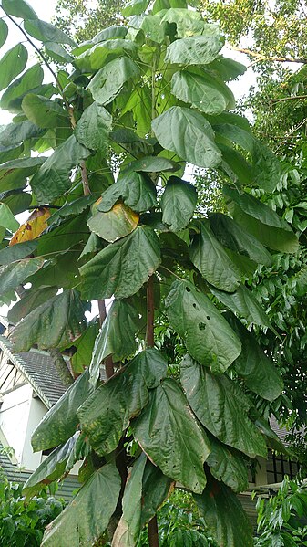 File:Jaguar Tree (Theobroma bicolor) 1.jpg