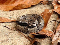 Description de l'image Jararaca (Bothrops pauloensis - Jovem).jpg.